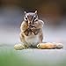 Bright Day Calendars Chipmunks 2018 16 Month Wall Calendar