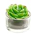 Assortment of 4 Mini Green Desert Succulent Plants Shaped Candles/Tea Lights Table/Mantle Decorations