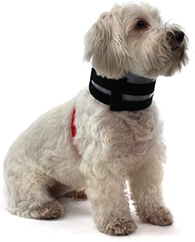 small dog neck brace