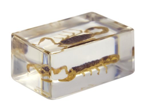 6 Celestron+44407+Specimen+Black+Yellow