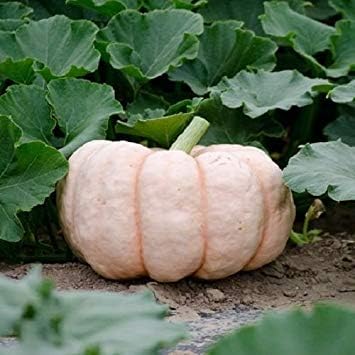 PlenTree Pumpkin Porcelain Doll F1 Pink Pumpkin 10 Seeds