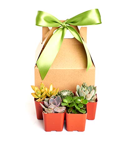 1 Shop+Succulents+Unique+Collection+Succulent