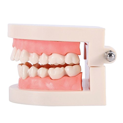 Baoblaze Teeth Teaching Model for Child Oral Tooth Care Model Adult Teeth Gums - Thumbnail 3