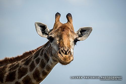 Giraffe Face - Wildlife Photograph