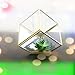 Bella's garden Gold Geometric Terrarium Morden Clear Glass Tabletop Box Plants Terrarium / Decorative Votive Candle, Tea Light Holder