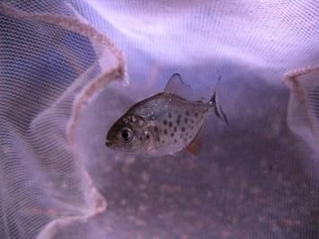 Amazon ピラニアナッテリー S ノーブランド品 熱帯魚 観賞魚