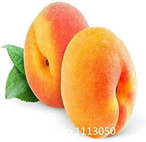 Vistaric Promoción Bonitos Enanos melocotones, Melocotonero - Semillas