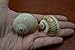 2 Pcs Shark Eye Moon and Natica Vitallus Snail Sea Shell Hermit Crab 2"
