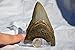 REAL Large Megalodon Shark Teeth from North Carolina 3.6