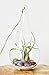Chakra Crystal Healing Air Plant Terrarium Kit / 7.5