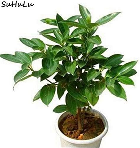 Bloom Green Co. 20 Pcs Cinnamon Bonsai Evergreen Tree Potted Plant for Home Garden, Indoor Grove Mini Forest Ornaments Plants Purifying Air