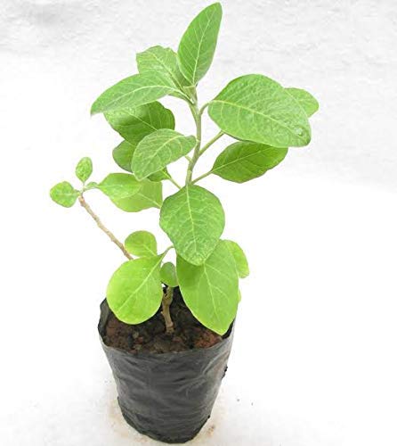 Bhajanlal Greenery Plant Ashwagandha Plant with Pot