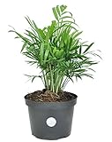 Costa Farms Neanthebella Palm Parlor Palm Live