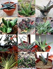 Rare GASTERIA Mix Living Stones Plant Exotic Cactus Flower Succulents -10 Seeds