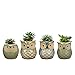 YLINGSU 2.5 Inch Owl Succulent Plants Pots Ceramic Set, Cactus Plant Pot,Mini Flower Pot, with A Hole Perfect owl Gifts (6 Pack)