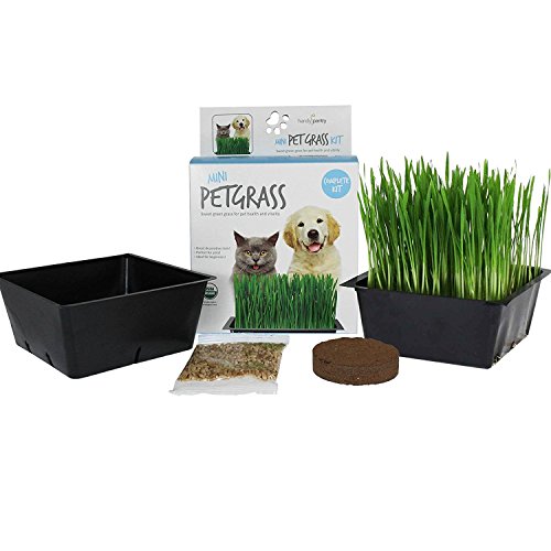 Handy Pantry Organic Cat Grass Kit | Includes 1 Tray, 1 Soil Puck Non GMO Wheatgrass Seed | A Healthy Treat Cats, Dogs, Rabbits More