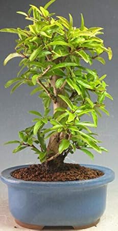 Amazon 盆栽 ネジ幹ザクロの鉢植え盆栽 現品 ヴェールモア 観葉植物 通販