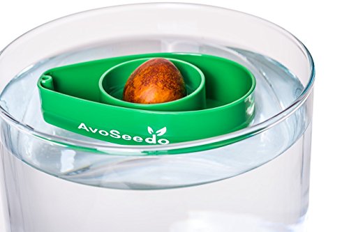 3 AvoSeedo+Avocado+Evergreen+Perfect+Growing