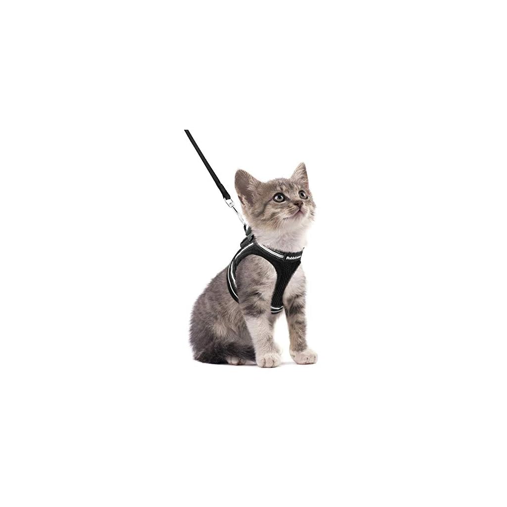 Best Cat Harness And Leash Set 2020 Walking Escape Proof