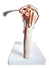 Anatomy Model of Human Shoulder Joint Bones Anatomical Joint Models for Teaching Life Size - with Rotator Cuff Shoulder