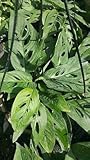 Monstera Swiss Cheese Plant1 Plant 3 Leaves per 4" Pot Indoors/Outdoors