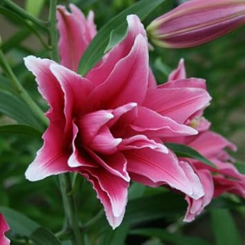 Amazon オリエンタルリリー ローズリリー エレナ 1球保湿剤入りパック 球根