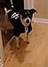 EXPAWLORER Dog Hoodie Sweater - Bad to The Bone Dog Sweatshirt Skeleton Costume, Warm Fleece Lined Pet Clothes with Leash Hole, Fall Winter Cozy Soft Pet Outfit Coat for Small Dogs Cat Puppy, S