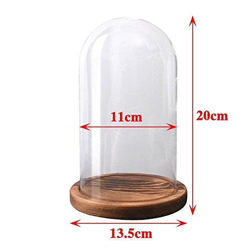 Reelva Decorative Clear Glass Cloche Bell Jar Display Case (D11cmH20cm)