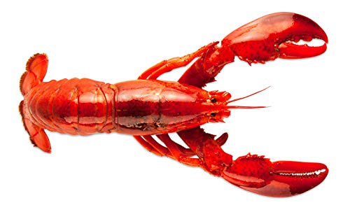 (12 Pack) Fresh Frozen Lobster Tails from Maine -> Best with Lobster Clasp, Crab Leg Cracker Tools, Lobster Pics, Seafood Scissor & Forks (items not included) - Antibiotic Free - Get Maine Lobster