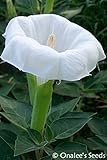 Datura, Moonflower, White Devil's Trumpet, Angel Trumpet, Unusual, Beautiful and Fragrant Bush. (24+ Seeds)