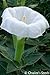 Datura, Moonflower, White Devil's Trumpet, Angel Trumpet, Unusual, Beautiful and Fragrant Bush. (24+ Seeds)
