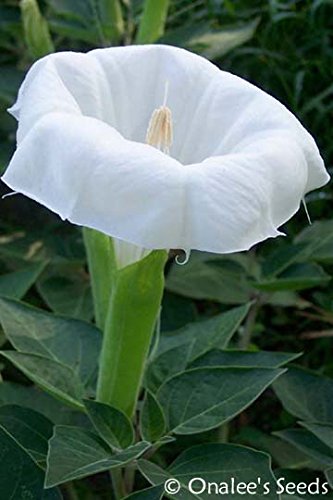 Datura, Moonflower, White Devil's Trumpet, Angel Trumpet, Unusual, Beautiful and Fragrant Bush. (24+ Seeds) Datura, Moonflower, White Devil's Trumpet, Angel Trumpet, Unusual, Beautiful and Fragrant Bush. (24+ Seeds)