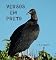 Livro VERSOS EM PRETO: Ecos lógicos