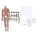 Fenteer 1/6 Scale Super Flexible Muscular Male Body Figure Assembly - Steel Skeleton - Wheat Skin