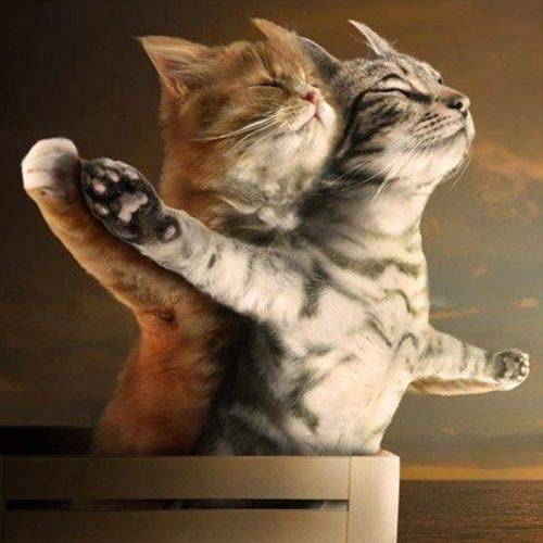 ABEUTY 5D Diamond Painting DIY Full Drill Rhinestones, Two Cats Animal, Paint with Diamonds Crystal Diamond Art Kits (Cats)