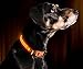 ILLUMISEEN LED Dog Collar USB Rechargeable - Bright & High Visibility Lighted Glow Collar for Pet Night Walking - Weatherproof, in 6 Colors & 6 Sizes (Orange Small)