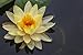 Pond Clarifier for Proud KOI Pond Owners - Premium & Organic - Barley Straw for Ponds Mini Bale - Cleans Koi Ponds & Water Gardens The Safe Natural Way