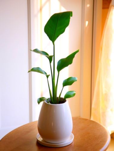 Amazon 旅人の木たまご型陶器鉢植え 人工観葉植物 オンライン通販