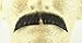 Basic Character Moustache BLACK - 100% Human Hair - Spirit Gum Included - no. 2015 - REALISTIC!
