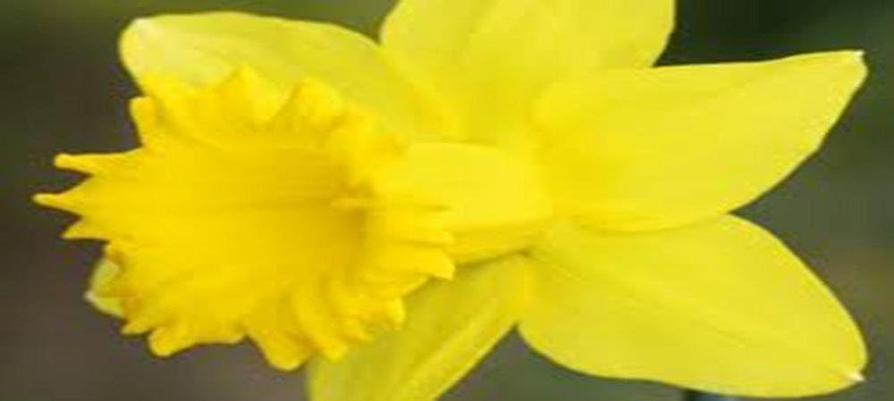 DAFFODIL, BULB (10 PACK) DUTCH MASTER , YELLOW PERENNIAL DAFFODIL BULBS, YELLOW
