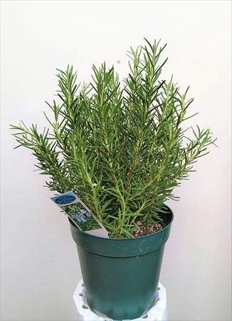 Amazon Co Jp ローズマリー マリンブルー ５号 立性ボリュームタイプ Diy 工具 ガーデン