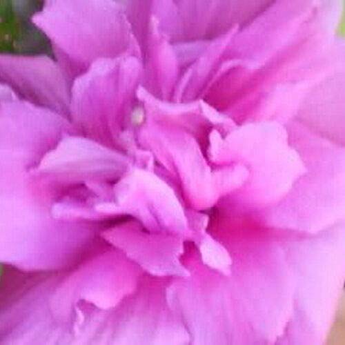 Rose of Sharon Hibiscus Tree 3N1 Colors 12 Ft Dormant Plant R1