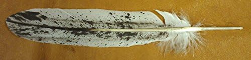 Imitation Bald Eagle Salt and Pepper Tail Feather