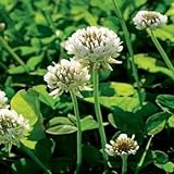 WHITE DUTCH CLOVER SEED * COVER CROP * PERENNIAL LEGUME * LOW GROWING *10K BULK