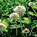 WHITE DUTCH CLOVER SEED * COVER CROP * PERENNIAL LEGUME * LOW GROWING *10K BULK