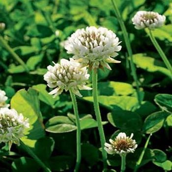 WHITE DUTCH CLOVER SEED * COVER CROP * PERENNIAL LEGUME * LOW GROWING *10K BULK