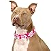 Country Brook Petz - 1 1/2 Inch Pink Hawaiian Martingale Dog Collar - Medium