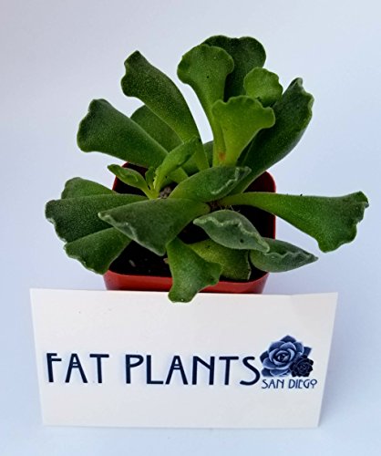 Fat Plants San Diego Succulent Plants (20) - Thumbnail 6