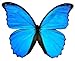 Butterfly Utopia Giant Blue Morpho didius Framed Butterfly Riker Mount - 8