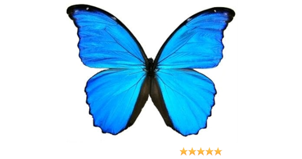Amazon Com Big Real Framed Blue Butterfly Hanger On Back Posters Prints